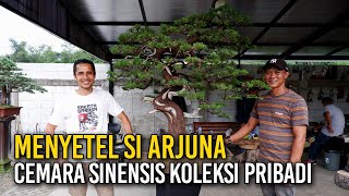 MENYETEL BONSAI CEMARA SINENSIS KOLEKSI PRIBADI [upl. by Dimphia]