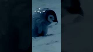 Lost and Alone  Can This Chick Find Its Mother pingouin reels shorts shortsvideo family [upl. by Akirat]