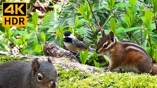 Cat TV for Cats to Watch 😺 Cute Birds Chipmunks Squirrels in the Forest 🐦🐿️ 8 Hours4K HDR [upl. by Merci]