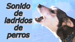 SONIDOS PARA PERROS PARA QUE LADREN  Perros Ladrando Muy Fuerte para molestar a tu perro o gato HD [upl. by Ennairak]