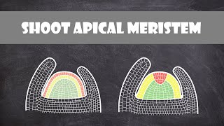 Shoot Apical Meristem Structure  Plant Biology [upl. by Ahsieket]