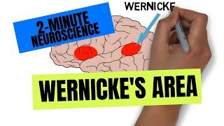 2Minute Neuroscience Wernickes Area [upl. by Maziar]