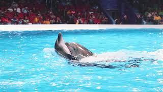 Best of Dubai Dolphin Show at Dubai Dolphinarium 2020 [upl. by Desirea]