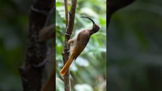 Black billed sicklebill bird birds [upl. by Atileda]