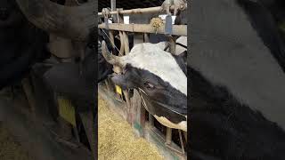 Dehorning cow farming milking veterinary cow [upl. by Alemak]