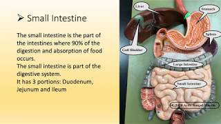 10 Major Organs and Their Functions in Human Body [upl. by Civ]