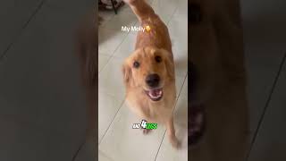 THE BEST THERAPIST😊😊 shortvideogoldenretriever doglover [upl. by Dott]