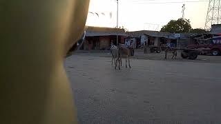 Donkeys best scene in bazar viral animals villagelife donkey [upl. by Seow480]