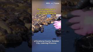 Sea cucumbers enter harvest season in Suizhong Liaoning [upl. by Rourke]