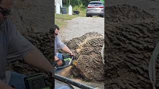 20quot Greenworks commercial 82v chainsaw full bar cut on a 36quot ash cordless battery [upl. by Ashwin]