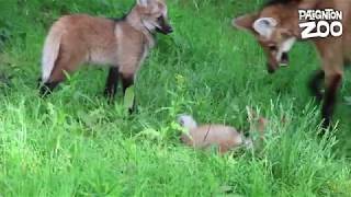 Our maned wolf pups have been named [upl. by Whitnell851]