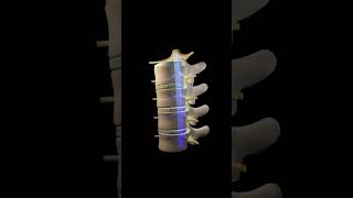 Human vertebral column or backbone 3d animation Urdu  Hindi humananatomy [upl. by Ayirp]