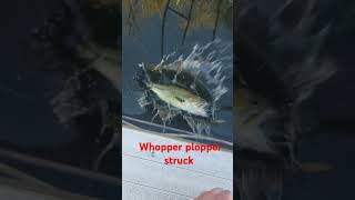 Whop has been plopped bassfishingismylife bassfishing sportfishing bassfishing phonk music [upl. by Werda]