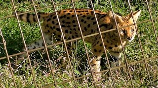 鳴くサーバルキャットServal quotmeowquot [upl. by Prent501]