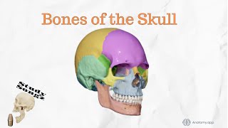 Bones of the Skull ReEdited  Study Songz [upl. by Brott622]