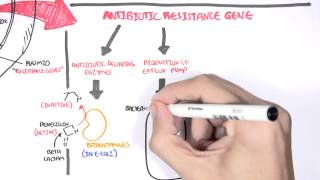 Microbiology  Bacteria Antibiotic Resistance [upl. by Avilys427]