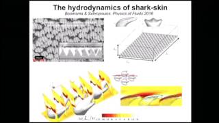 SoMAS  The hydrodynamics of fishlike swimming Insights gained by numerical simulations [upl. by Chisholm]