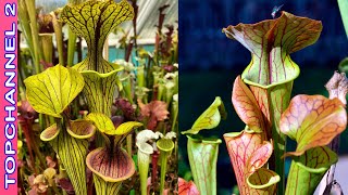 10 Variedades de Sarracenia más hermosas [upl. by Carina]