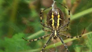 ZebraspinneArgiope bruennichiiSpider [upl. by Clawson731]