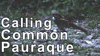 Calling Common Pauraque [upl. by Twedy]