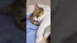 Cute kittens 🐱 cats kitten kitts catlover catlover cutecat kitty [upl. by Wendin]