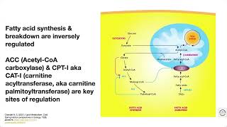 Quick overview of fatty acid metabolism [upl. by Mel]