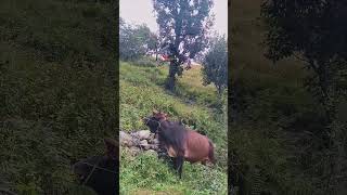 Bull vs Helimountains kpkokurakani trending automobile [upl. by Dong]