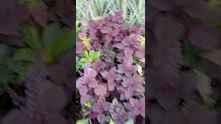 Coleus plant collection at Nursery shorts [upl. by Morley446]