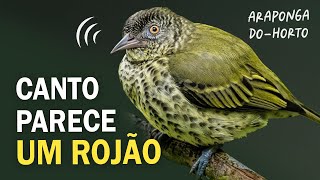 CANTO INTRIGANTE da ARAPONGADOHORTO e outras aves da Mata Atlântica  Passarinhando na floresta [upl. by Woermer]