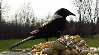 The grackles are returning in mid March [upl. by Mat]