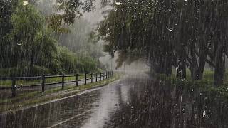 Lluvia para Dormir 🌧 Duerma Instantáneamente con Sonido de Lluvia en Bosque Brumoso  ASMR [upl. by Amberly]