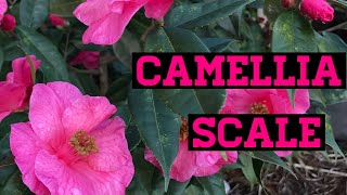 Camellia Scale causes yellow leaves and white powdery residue [upl. by Adnah]