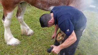 Farrier Shoeing Clydesdale Horse Alyth Show Perthshire Scotland [upl. by Millicent671]