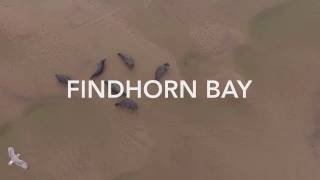 Seals at Findhorn Bay Scotland  drone footage [upl. by Eeldivad995]