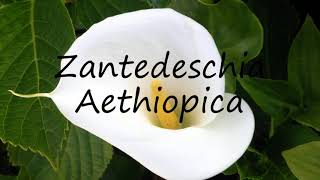 How to Pronounce Zantedeschia Aethiopica [upl. by Einehpets]