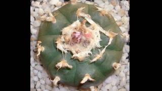 Lophophora williamsii Peyote Peyotl [upl. by Yorgo]