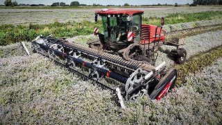 CUSTOMER REVIEW MacDon M1170 NT5 windrower and D225 header [upl. by Eellehs]