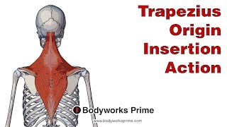 Trapezius Anatomy Origin Insertion amp Action [upl. by Ahsemaj]