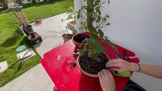 Come rinvasare e potare un ficus ginseng bonsai [upl. by Birk529]