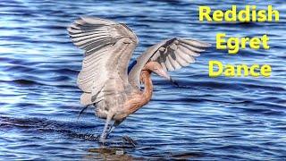 Reddish Egret Fishing Dance Documentary [upl. by Salita]