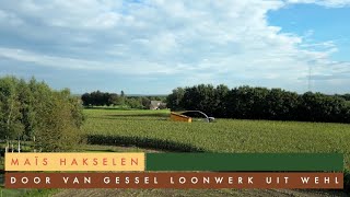 Maissezoen 2024  Van Gessel Loonwerk  Hakselen in Didam [upl. by Lunn]