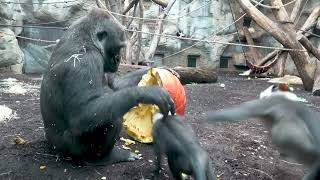 Monkeys Try to Steal Halloween Pumpkin From Gorilla  1532400 [upl. by Arta]