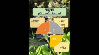 कटुका  Picrorhiza kurroa  AYURVEDA  bamsnotes shorts dravyagunaparyaay plants gk [upl. by Sandro365]