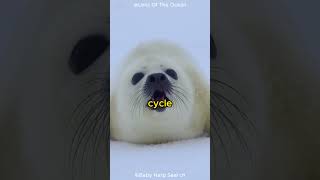 Harp Seal  The Bad Mums Of The Animal Kingdom [upl. by Eylhsa]