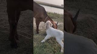 African Boer with black bengle cross brid [upl. by Lauter623]