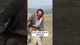 Alimentación del Alaskan Malamute [upl. by Horn851]