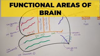 Functional Areas of Brain  1  Sulci amp Gyri [upl. by Clarkin]