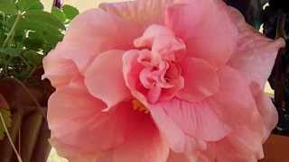 Ibisco  Hibiscus Mutabilis  TimeLapse LIVE [upl. by Staford]