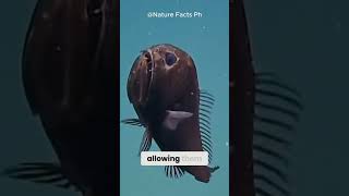 Fact 019 Discover the Scary creature from the Deep  Fang Toothed Fish facts animals nature [upl. by Pedro]