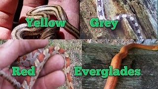 RAT SNAKES The ultimate guide to rat snakes [upl. by Garfield]